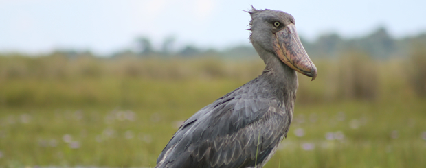 Birding in Uganda