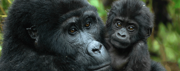 BWINDI GORILLA ENCOUNTER