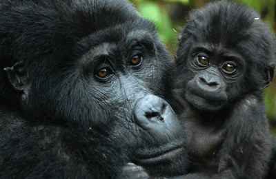 Bwindi Gorilla encounter