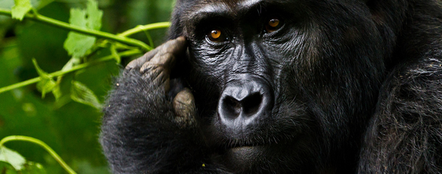 Gorillas in Uganda